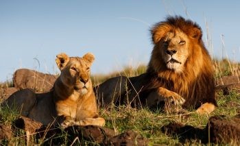 Karma? Poachers Eaten by Lions After Breaking Into Game Reserve to Kill Endangered Rhinos