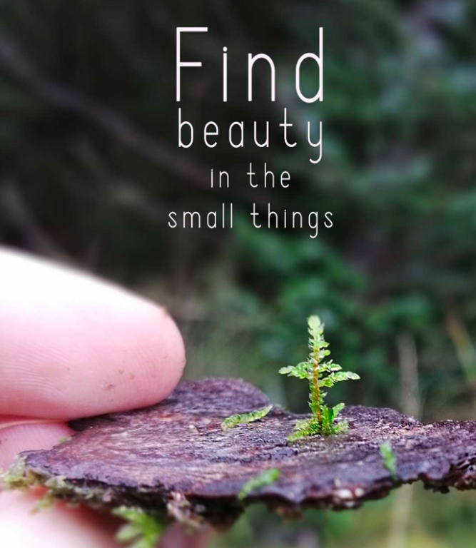 Beauty In The Small Things