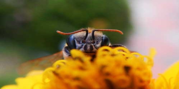 Bee 2