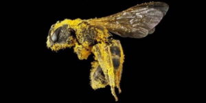 Bee