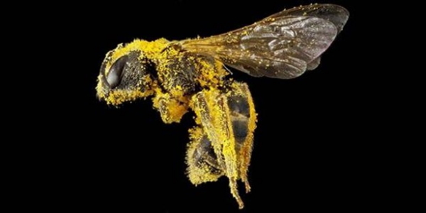Read more about the article <strong>The Bee Is Declared the Most Important Living Being On The Planet</strong>