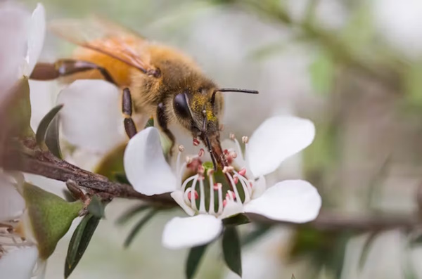 Read more about the article Mānuka honey: who really owns the name and the knowledge