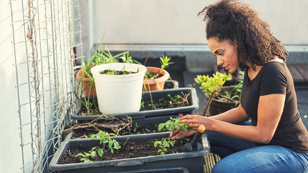 Plants don’t have feelings and aren’t conscious, a biologist argues