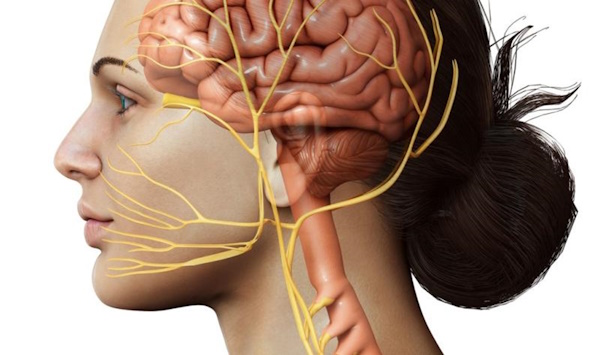 Read more about the article What Is the Vagus Nerve? Plus, 6 Ways to Stimulate Your Vagus Nerve for Better Health