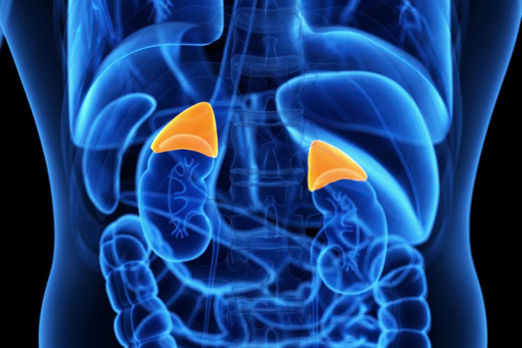 You are currently viewing Coaxing Your Adrenals Back to Health