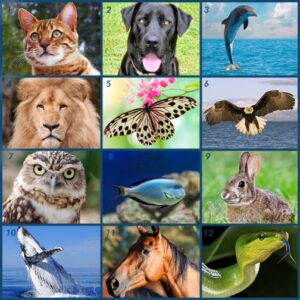 Read more about the article Which Animal Are You?