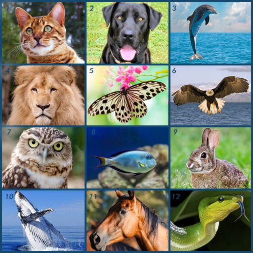 Which Animal Are You?