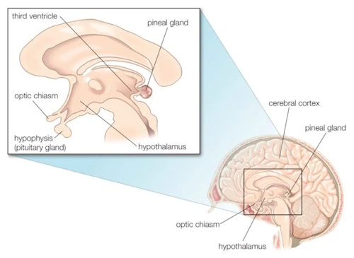 You are currently viewing Pineal Gland – Facts, Location, Fluoride, Cyst, Calcification, Function
