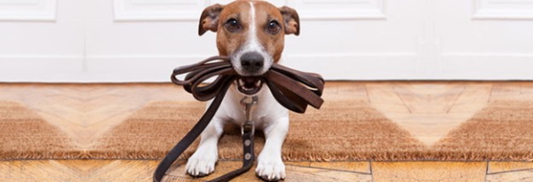 Psychology And Pets