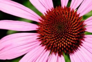 Read more about the article The Benefits and Uses of Echinacea – and How to Grow Your Own!