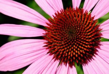You are currently viewing The Benefits and Uses of Echinacea – and How to Grow Your Own!