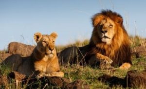 Read more about the article Karma? Poachers Eaten by Lions After Breaking Into Game Reserve to Kill Endangered Rhinos