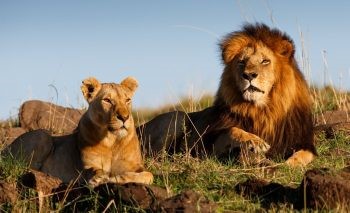 You are currently viewing Karma? Poachers Eaten by Lions After Breaking Into Game Reserve to Kill Endangered Rhinos