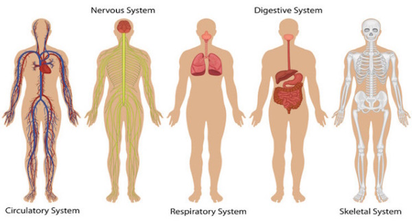 Read more about the article Your Body’s Systems