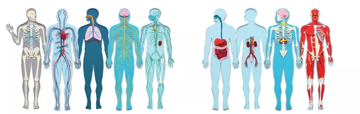 You are currently viewing Your Body’s Systems